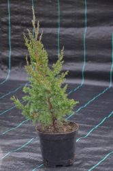 Jałowiec chiński - Juniperus chinensis Obelisk